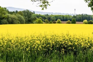 Zlato mizí z polí. Osevní plochy řepky dál klesnou - Seznam Zprávy